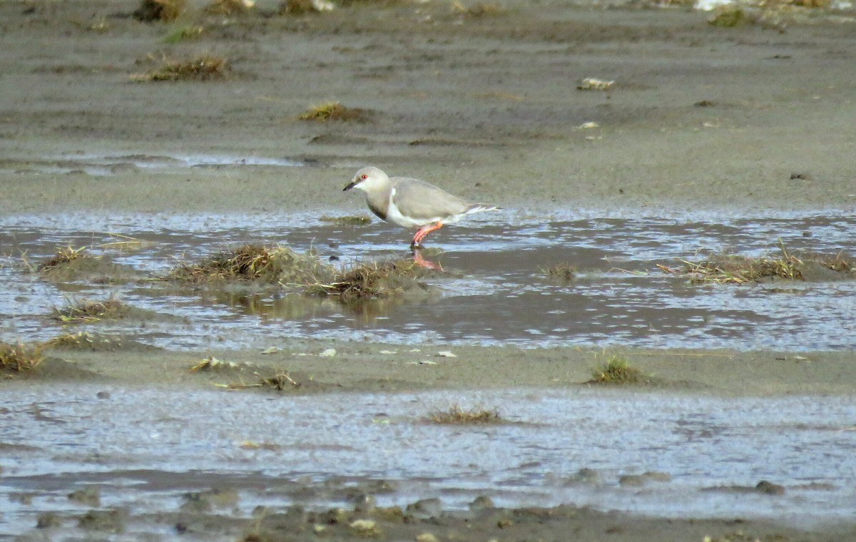 Magellanic Plover - ML617564846