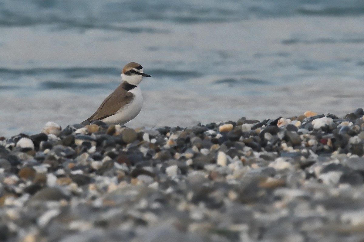 Kentish Plover - ML617564851