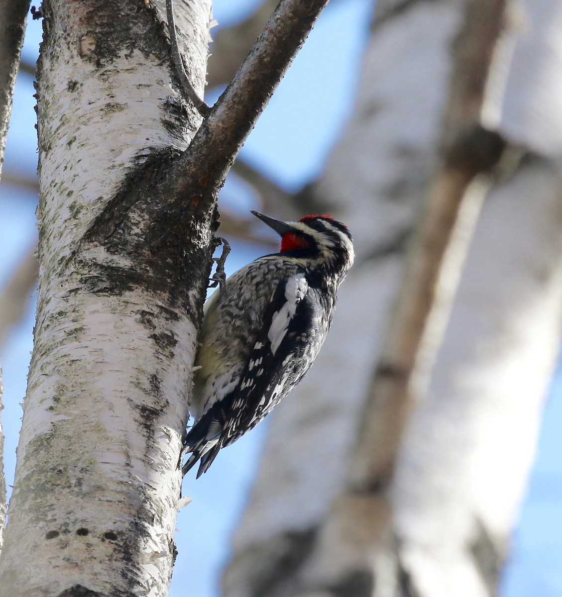 Yellow-bellied Sapsucker - ML617564868