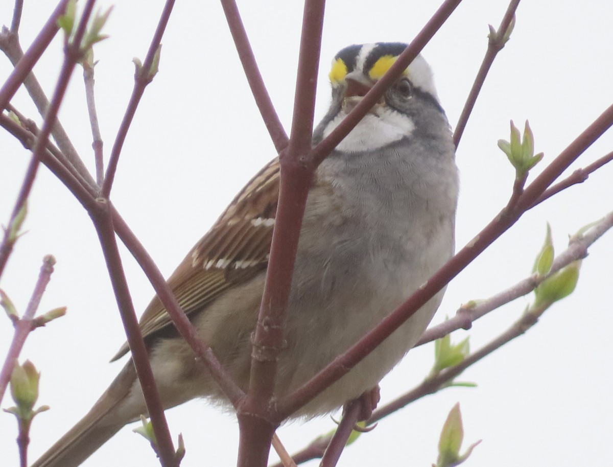 White-throated Sparrow - ML617564884