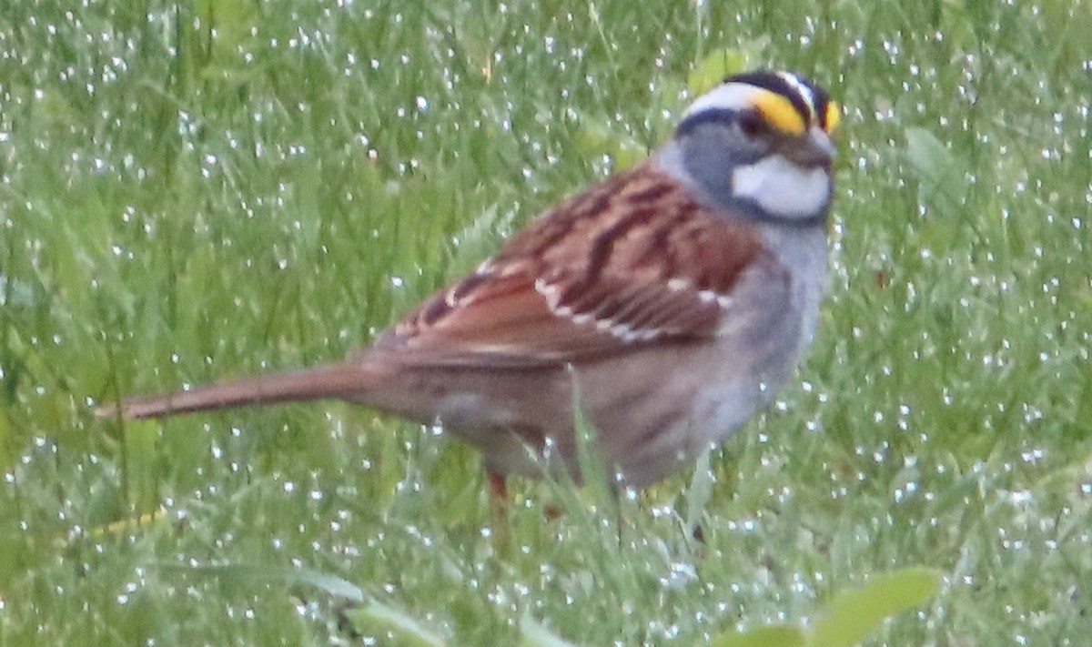 White-throated Sparrow - ML617564885