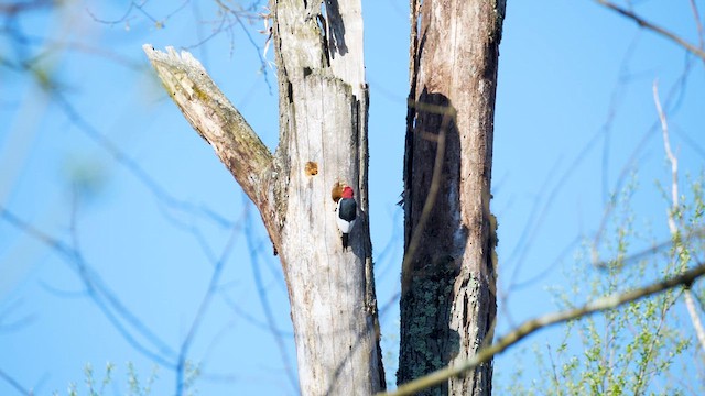 Pic à tête rouge - ML617564902