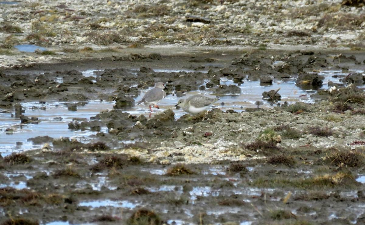 Послотюх - ML617564929