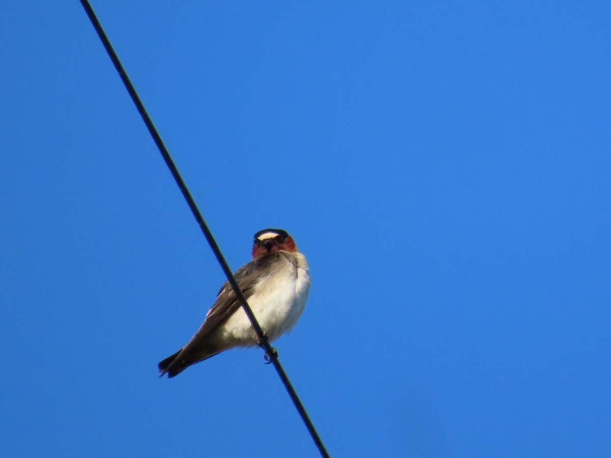 Cliff Swallow - ML617564955