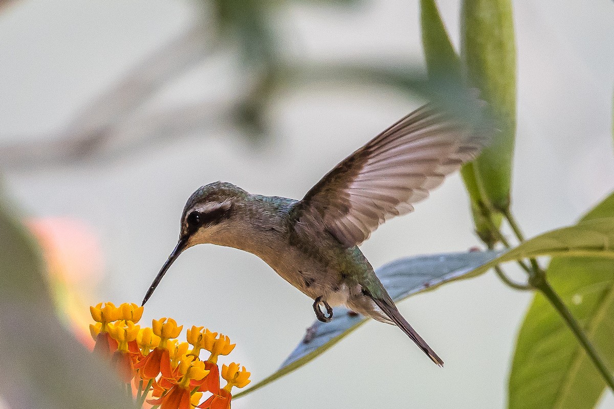 Coppery Emerald - ML617564969