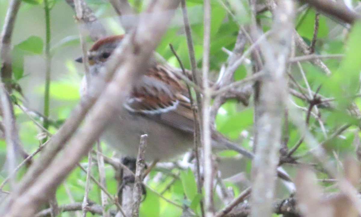 American Tree Sparrow - ML617565012