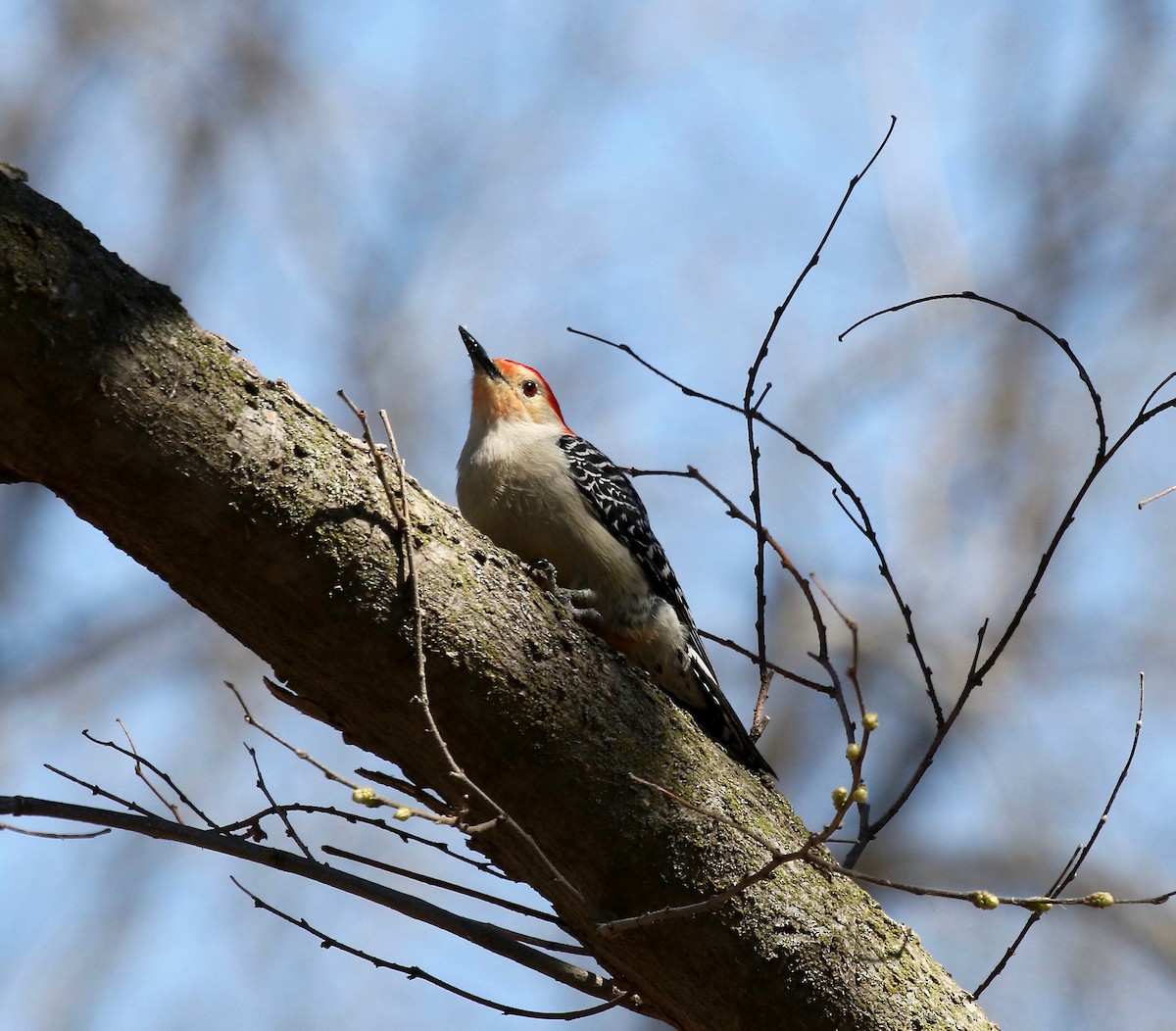 Red-bellied Woodpecker - ML617565017