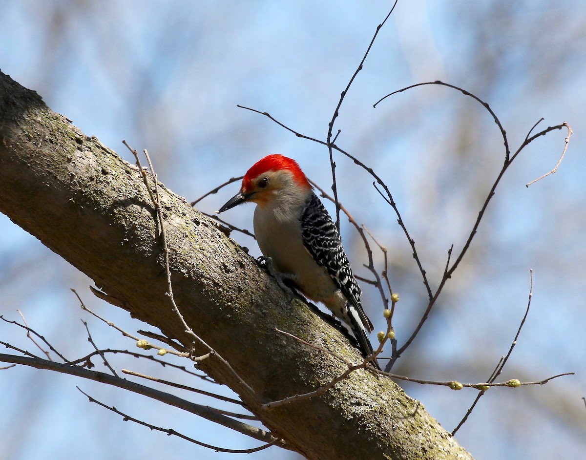 Red-bellied Woodpecker - ML617565018
