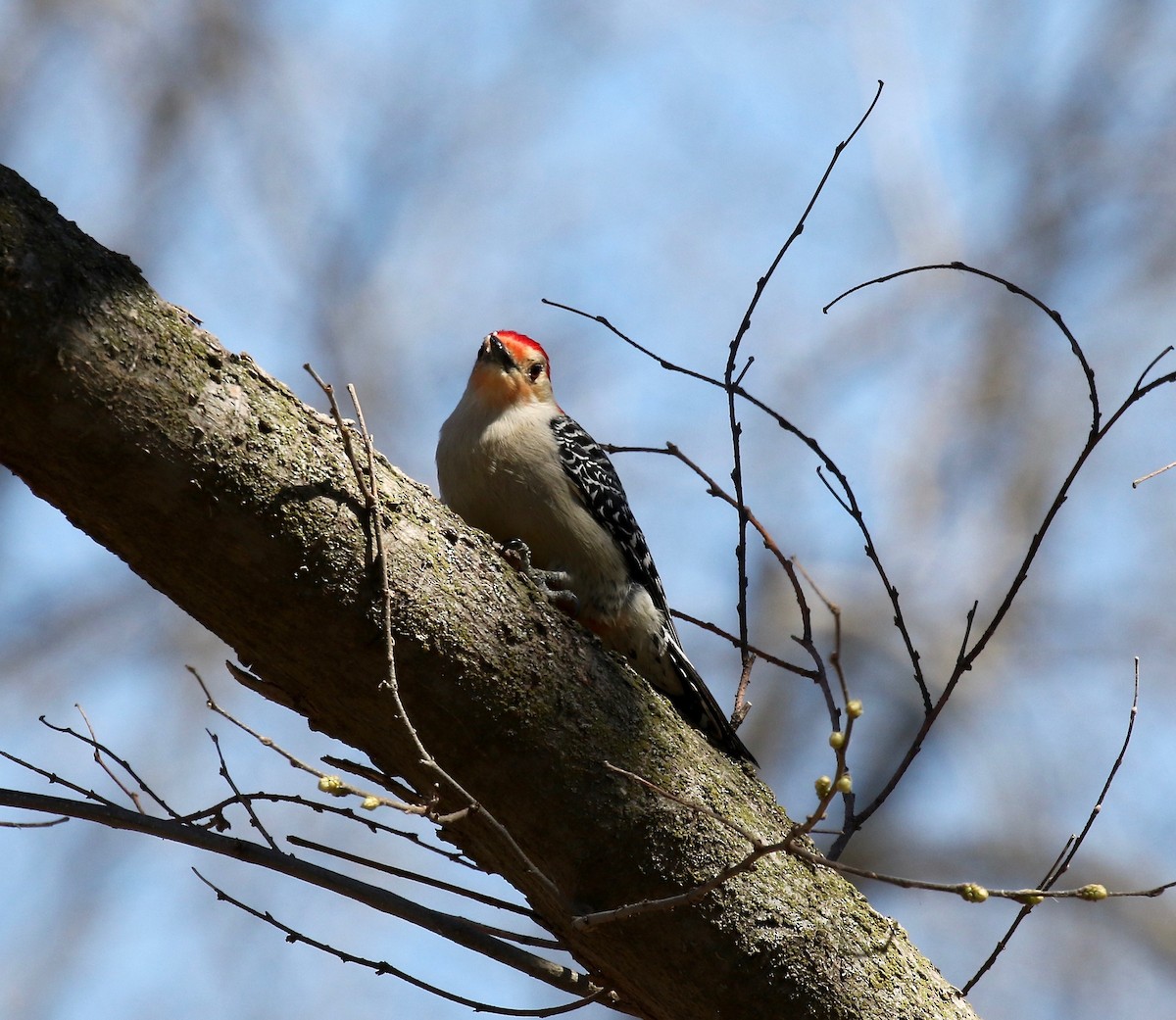 Red-bellied Woodpecker - ML617565019