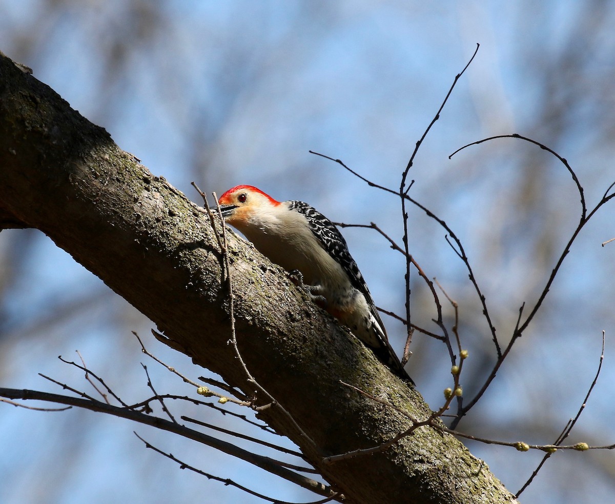 Red-bellied Woodpecker - ML617565024