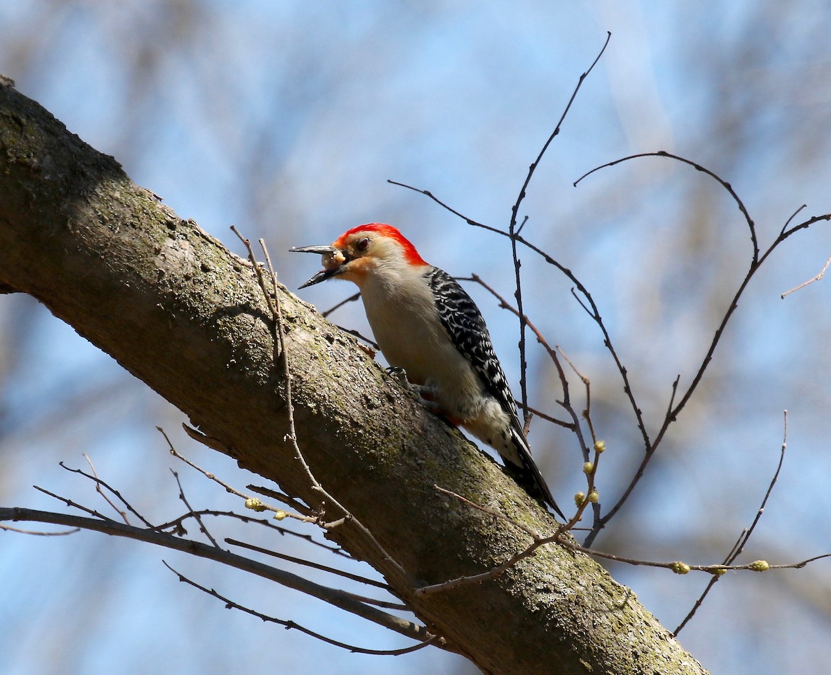 Red-bellied Woodpecker - ML617565025