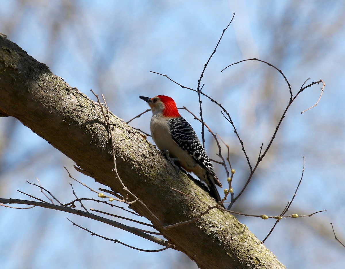 Red-bellied Woodpecker - ML617565027