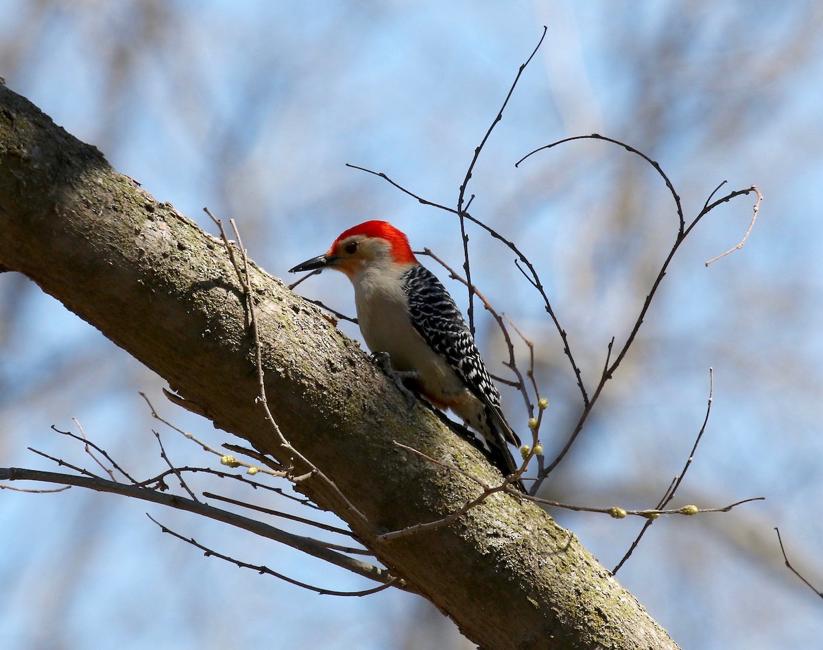 Red-bellied Woodpecker - ML617565028