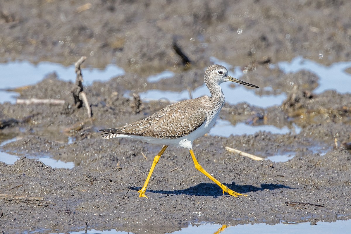 Greater Yellowlegs - ML617565046