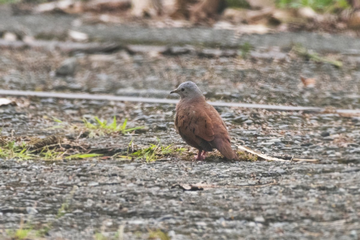 Ruddy Ground Dove - Karina Ortega