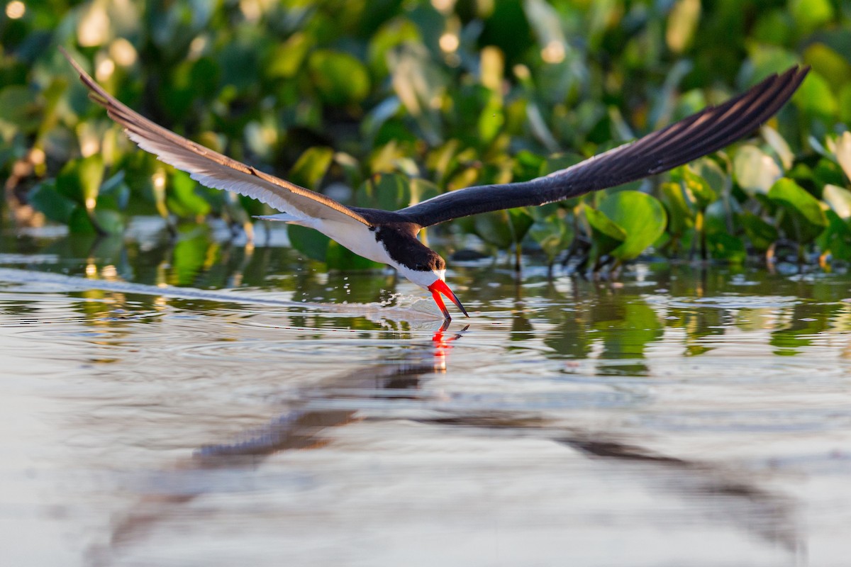 Black Skimmer - ML617565125