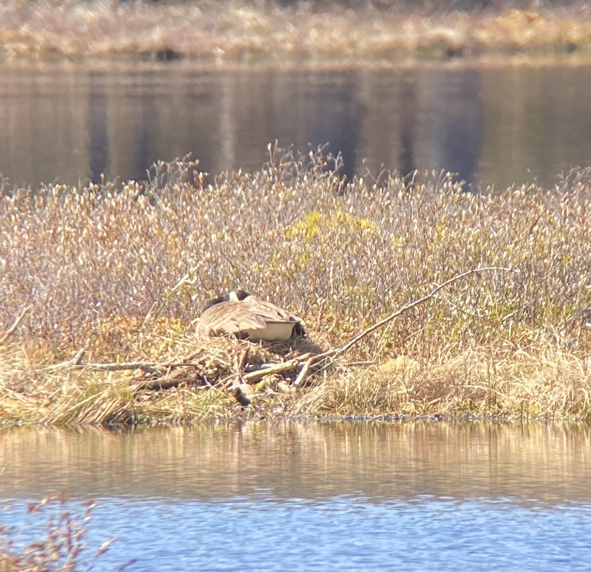 Canada Goose - Michael Goldman