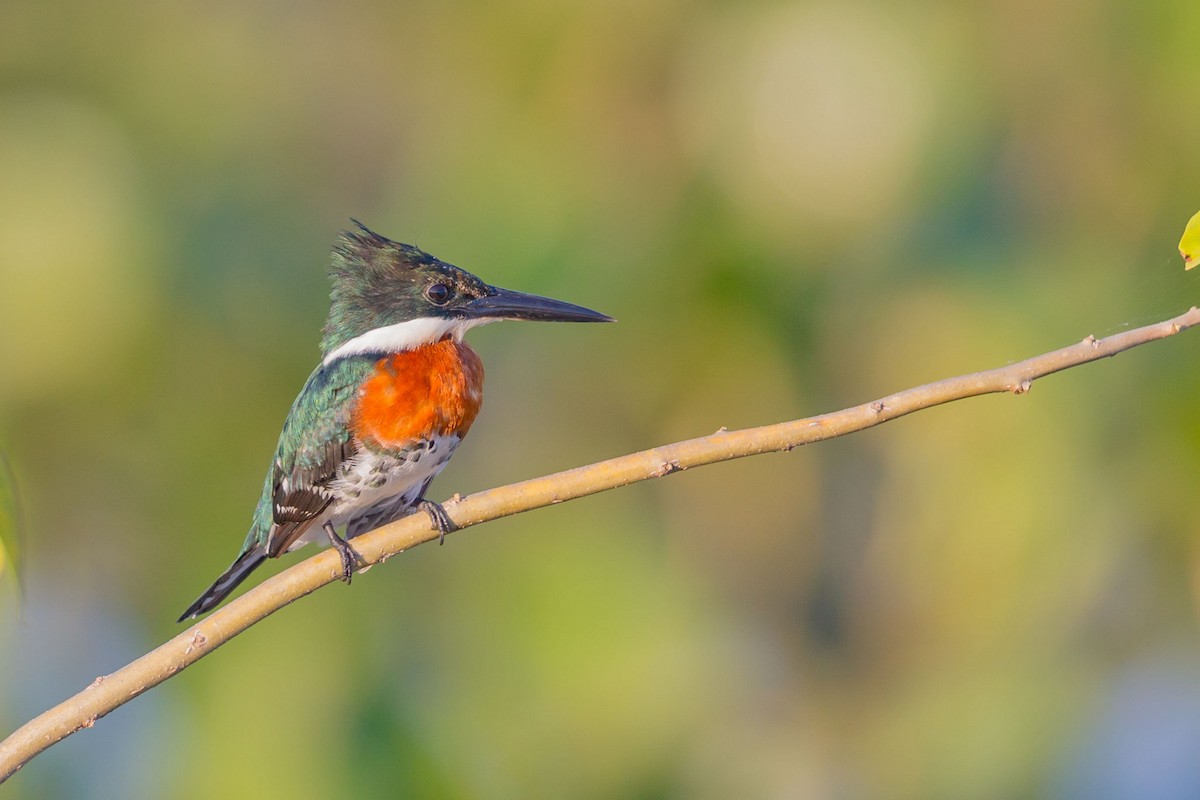 Green Kingfisher - ML617565135