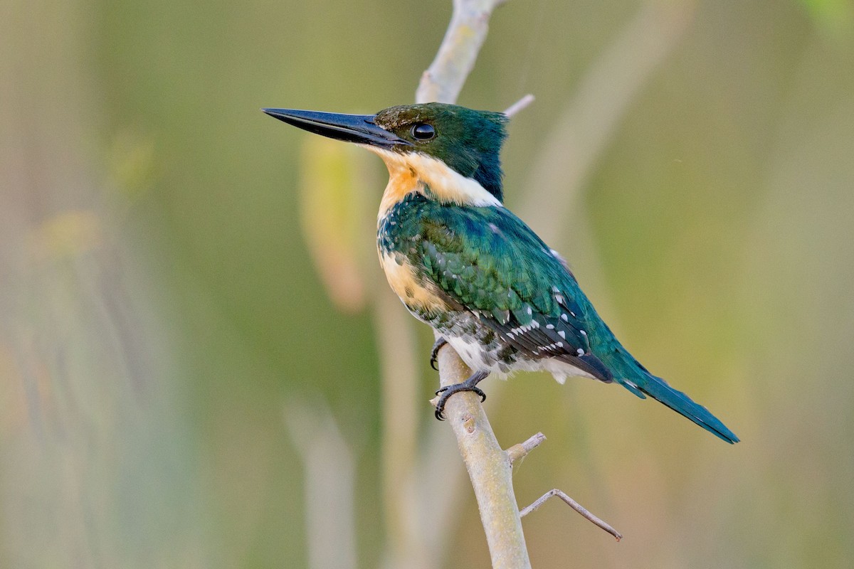 Green Kingfisher - ML617565136