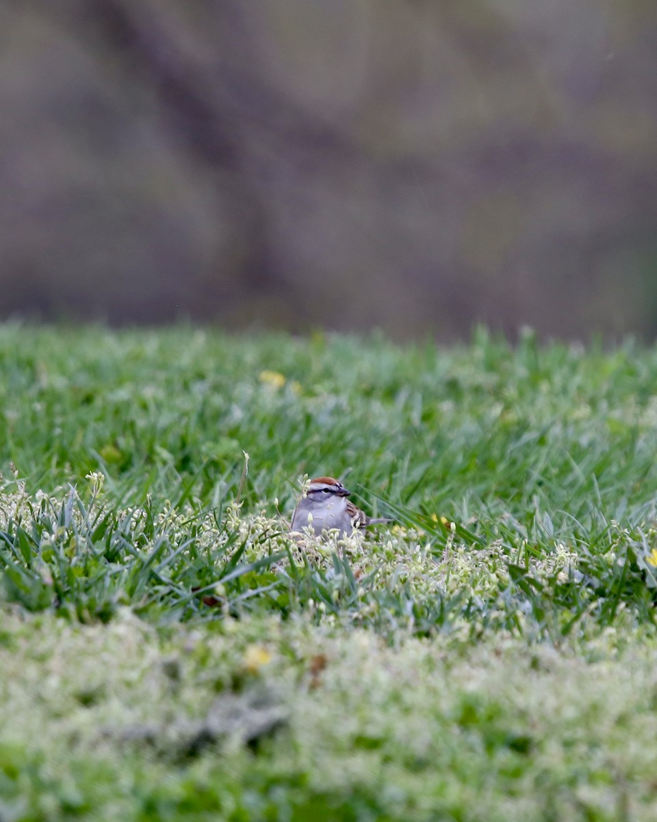 Chipping Sparrow - ML617565146