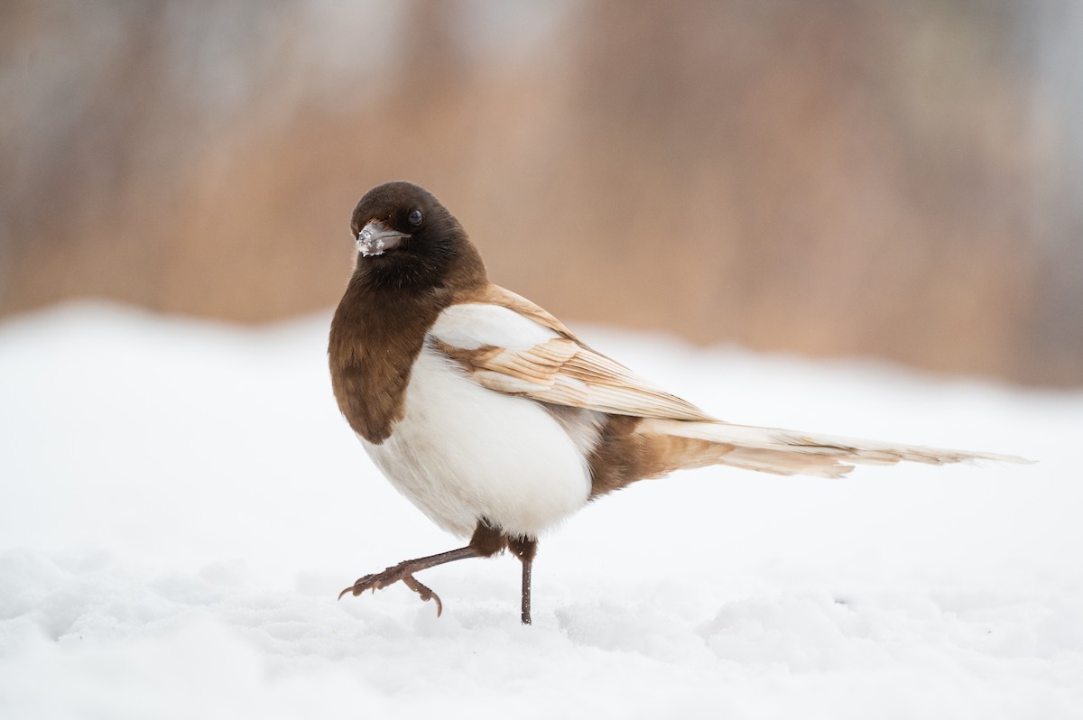 Black-billed Magpie - Cameron Hunter