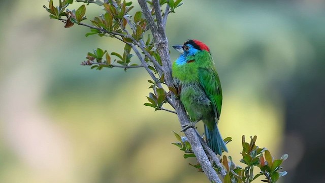 Blue-throated Barbet - ML617565210