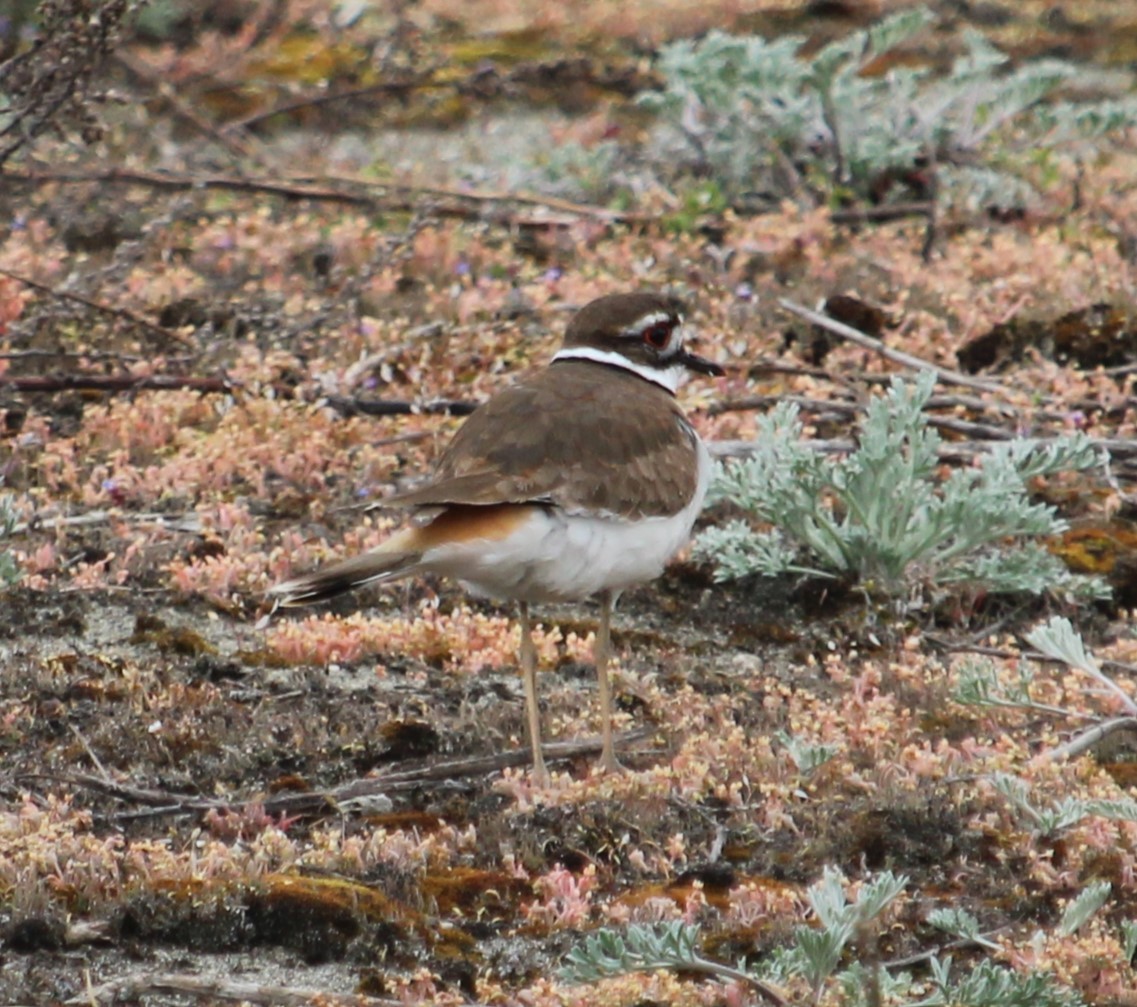 Killdeer - ML617565218