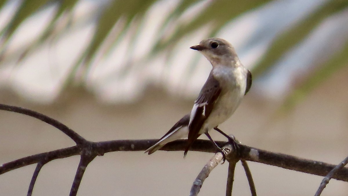 Collared Flycatcher - ML617565227