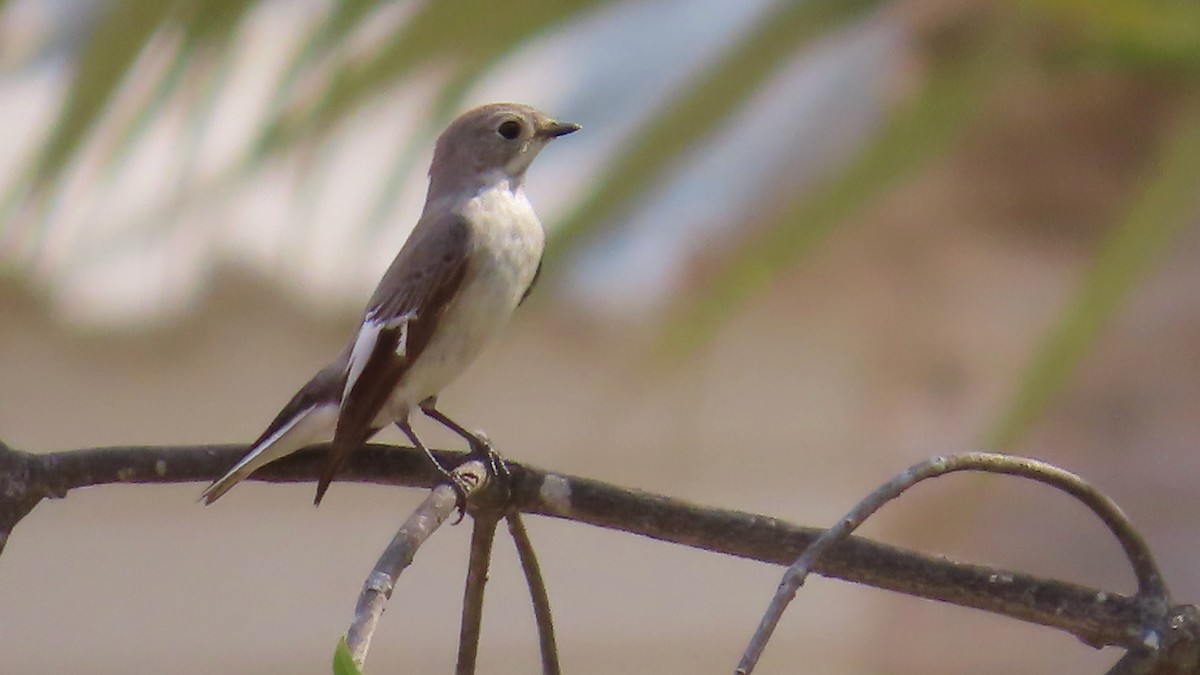 Collared Flycatcher - ML617565228