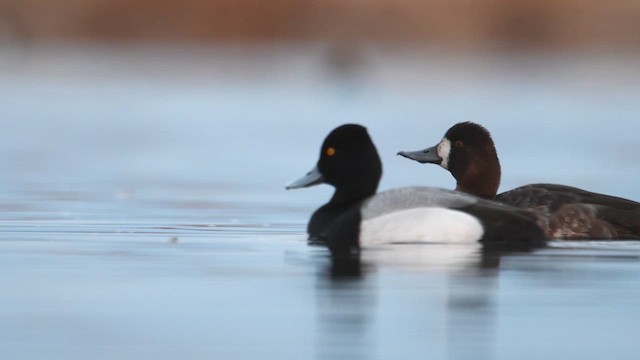 Lesser Scaup - ML617565230