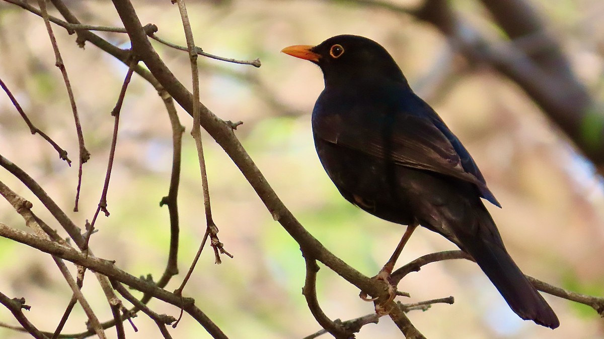 Eurasian Blackbird - ML617565305