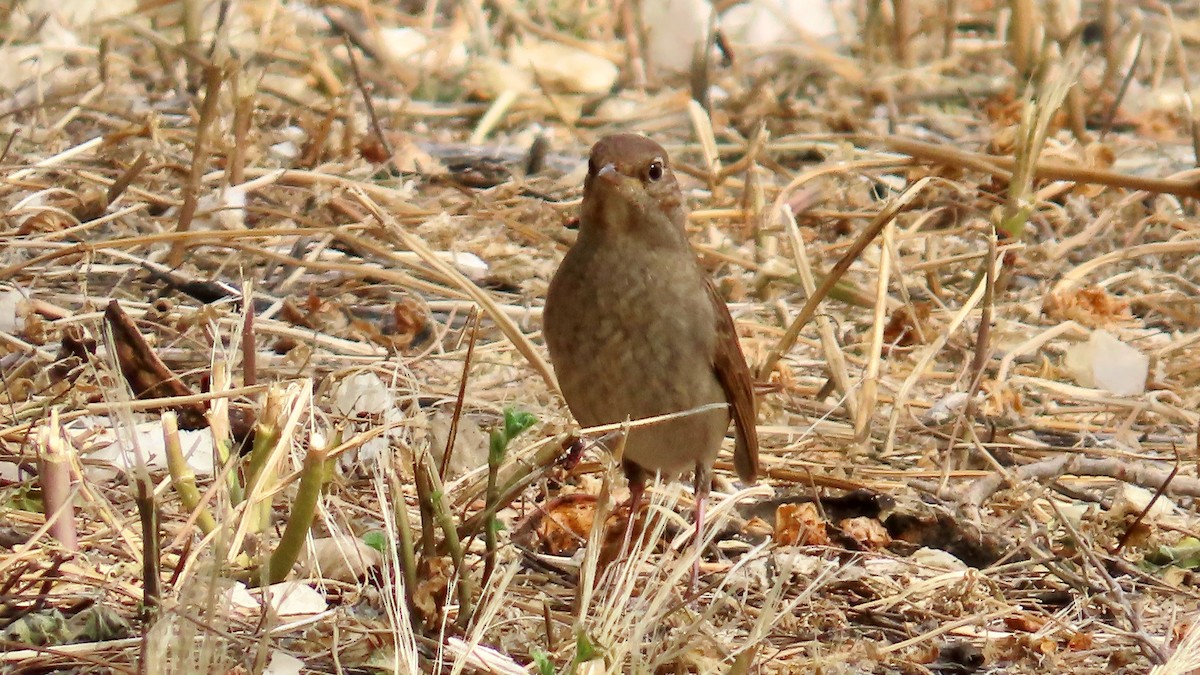 Thrush Nightingale - ML617565310