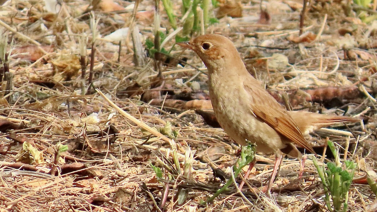 Thrush Nightingale - ML617565311