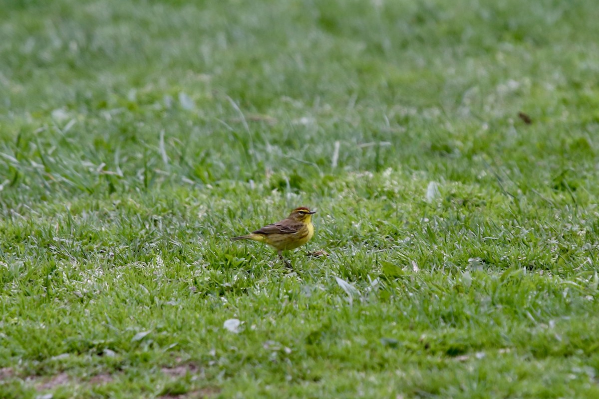 Paruline à couronne rousse - ML617565324