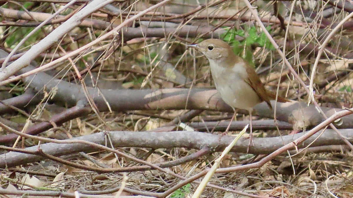 Common Nightingale - ML617565326