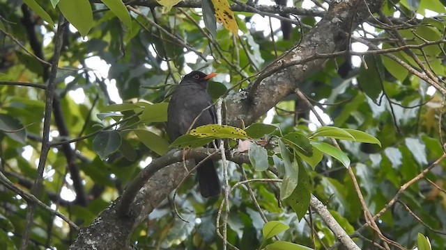 Indian Blackbird - ML617565338