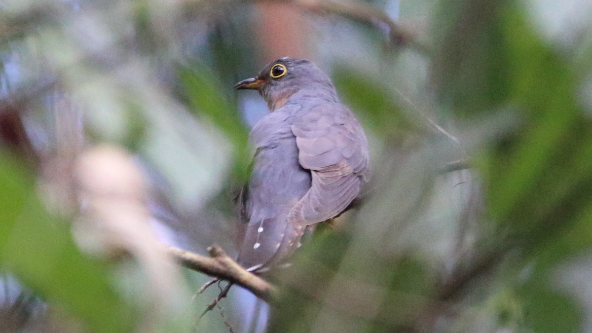 Red-chested Cuckoo - Rick Folkening
