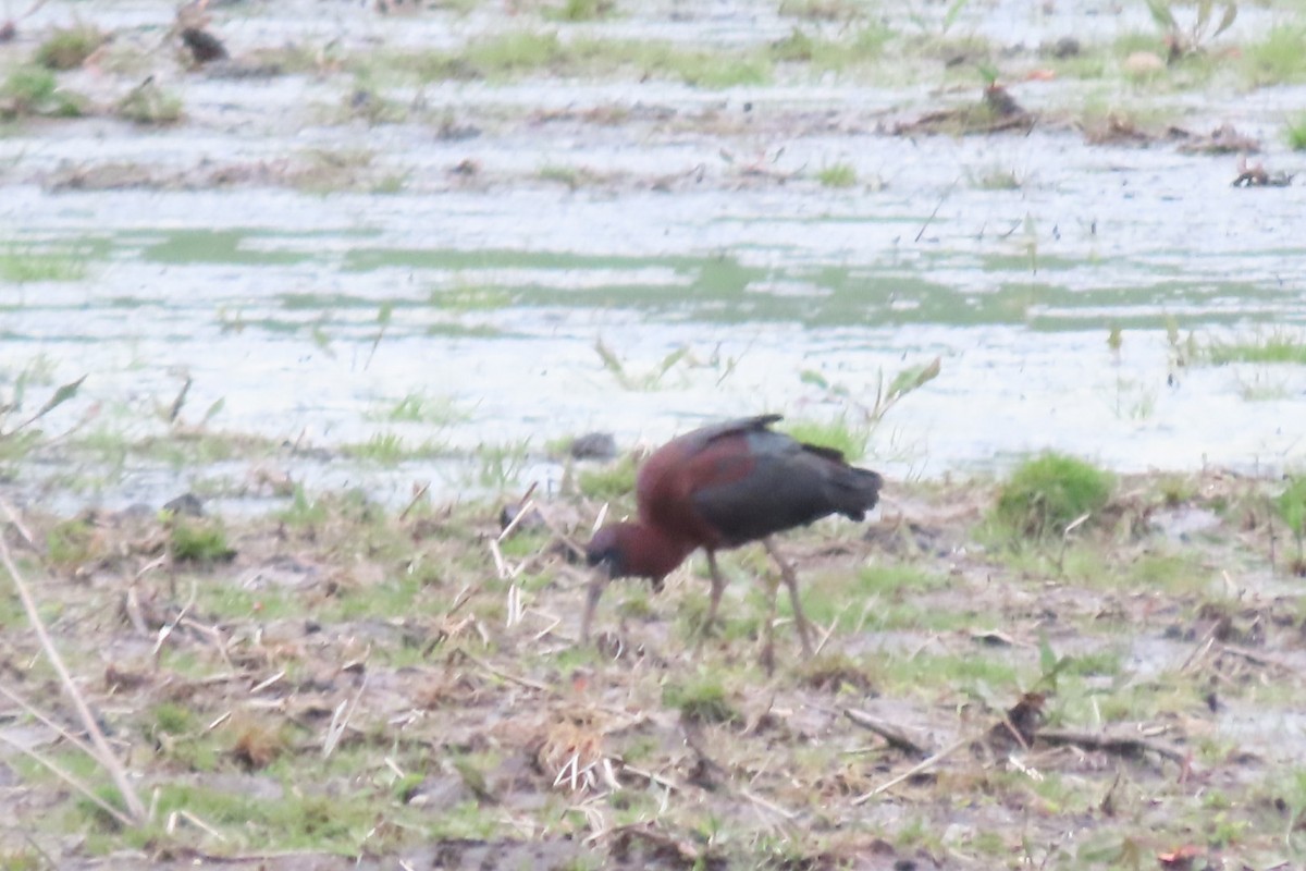 Glossy Ibis - ML617565352