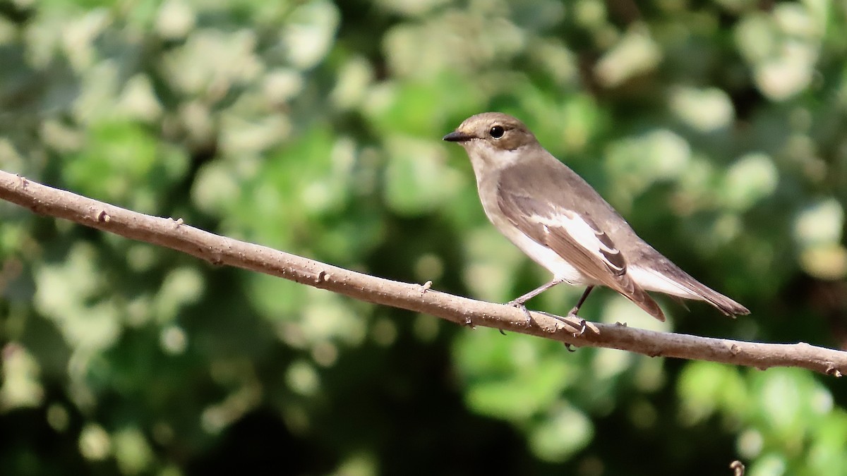 European Pied Flycatcher - ML617565375