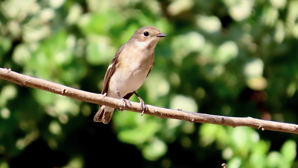 European Pied Flycatcher - ML617565376