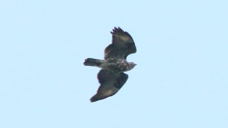 Mountain Buzzard - ML617565377