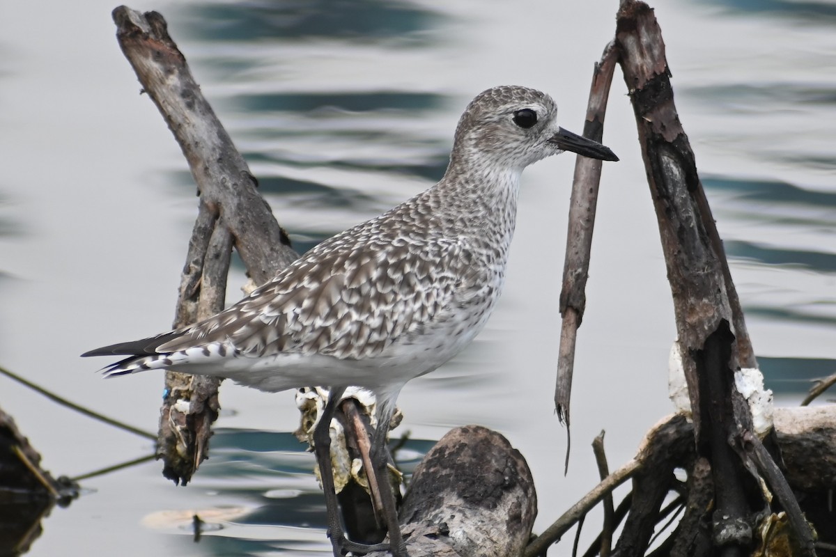 Black-bellied Plover - ML617565390