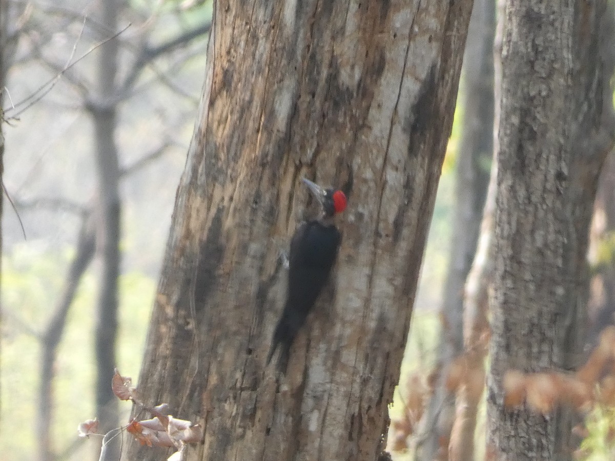 White-bellied Woodpecker - Mike Tuer