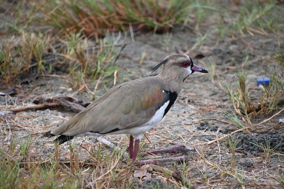 Southern Lapwing - ML617565406