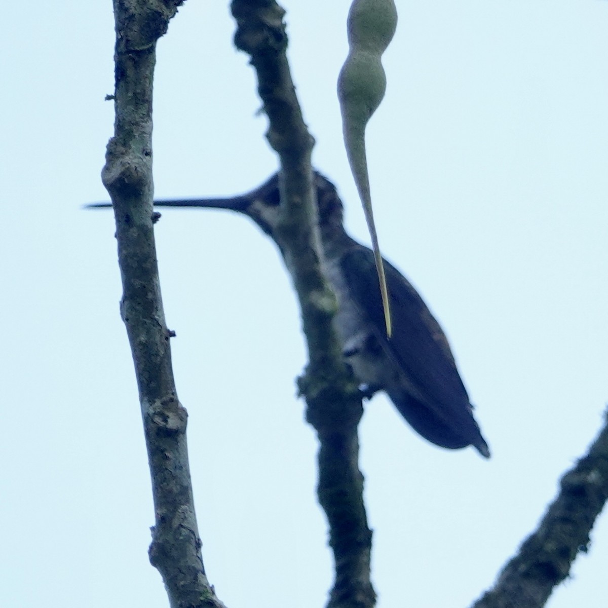 kolibřík hvězdohrdlý - ML617565409