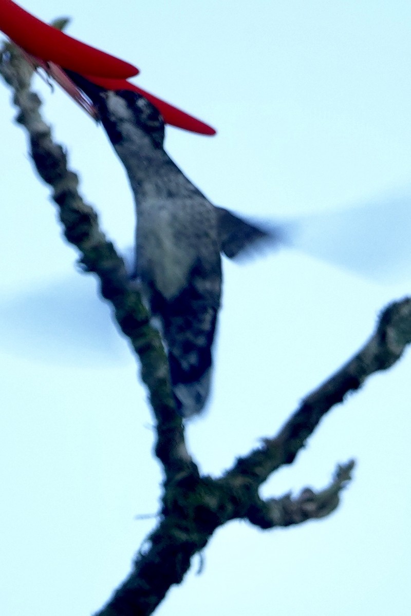 kolibřík hvězdohrdlý - ML617565418
