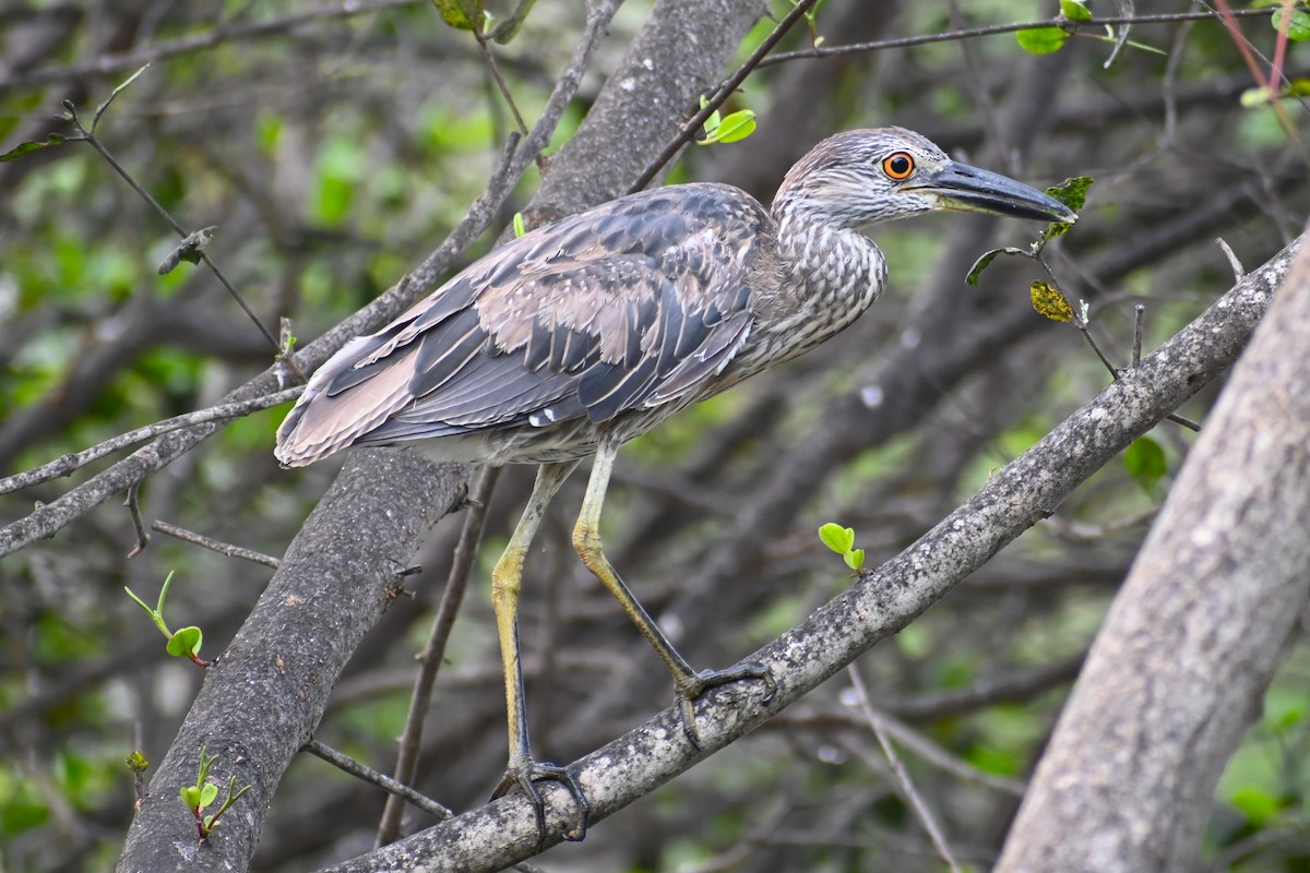 Yellow-crowned Night Heron - ML617565421