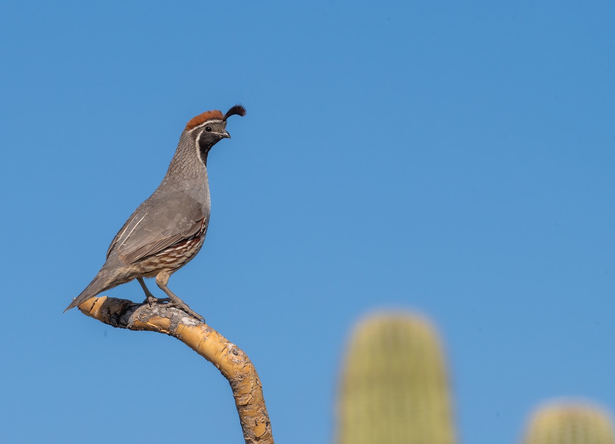 Gambel's Quail - ML617565436