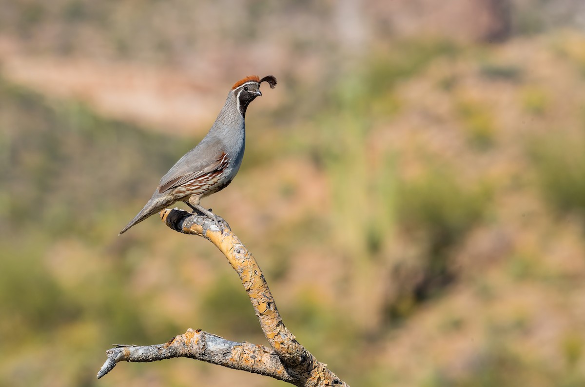 Gambel's Quail - Leah Turner