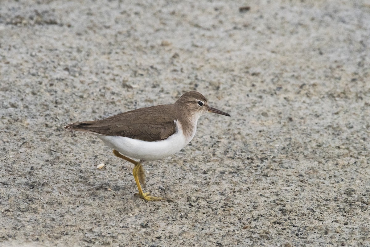 Spotted Sandpiper - ML617565445